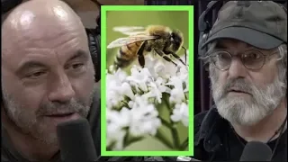 How Mushrooms May Help Save the Bees w/Paul Stamets | Joe Rogan