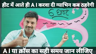 AI या क्रॉस का सही समय जान लीजिए Ramawat