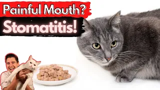 Stomatitis in the Cat: Painful and inflamed mouth/ Dr. Dan explains How to treat and fix stomatitis.