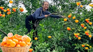 Harvest orange gardens to go to the market to sell, cook, and grill fish