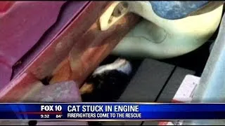 Firefighters rescue cat stuck in car's engine