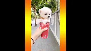 Dog Pet Puppy Pomeranian Grooming Teddy bear style ! dogs story #short​s 3#mini pomeranian