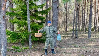 ГРИБЫ В АПРЕЛЕ! Березовый сок идёт!