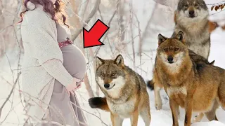 Разъяренные волки окружили беременную женщину. То, что они с ней сделали, шокировало всех...