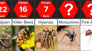 Most Dangerous Animals on the Planet Earth | Comparison | DataRush 24