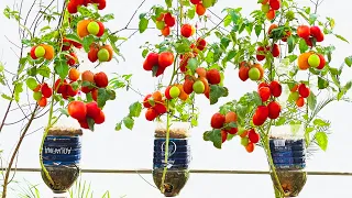 Grow Tomato Plant in Plastic Hanging Bottles, tips for growing tomatoes at home with many fruits!