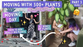 It's moving day! How to pack + transport really big plants | MOVING MY 300+ PLANT COLLECTION part 3