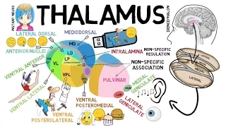 INSTANT NEURO - Thalamus