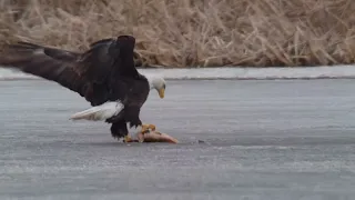 Bald Eagle trying (failing) to save a fish from drowning!