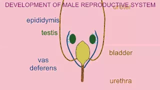 DEVELOPMENT OF THE MALE REPRODUCTIVE SYSTEM