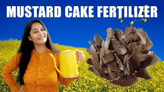 How to use Mustard cake fertilizer for plants | सरसो की खली की खाद  #mustard #fertilizer #gardening