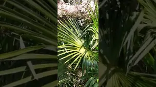 C'est le printemps au jardin exotique 😉👍🌴