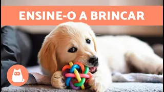 Como ensinar um CACHORRO FILHOTE a BRINCAR sem morder 🐶 (5 dicas)