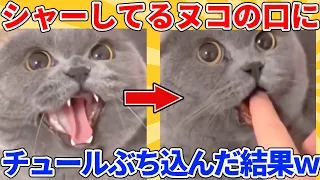 【2ch動物スレ】シャーしてるヌコの口に、チュール塗った指を挿入した結果ｗｗｗｗｗ