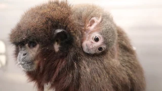 Titi Monkey (Callicebus cupreus) Colony at the California National Primate Research Center