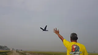 First time hyachint macaw flying in the cirebom sky.. 😍