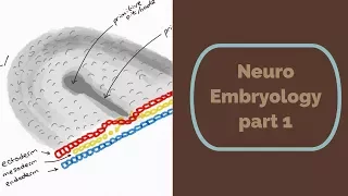 Neuro Embryology part 1