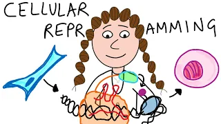 Cellular reprogramming by synthetic biology (CRISPRa & CRISPRi)