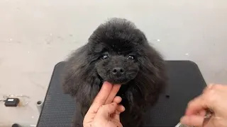 A Lovely Black Poodle Puppy Grooming : How To Give Poodle Puppy A Perfect Haircut | Puppy Groomy