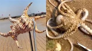 Catching Seafood 🦑🦀 Deep Sea Octopus Catch Fish,Catch Shark Tik Tok #5