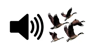 Geese - Sound Effect | ProSounds