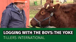 Getting a Yoke Ready for Logging with Oxen