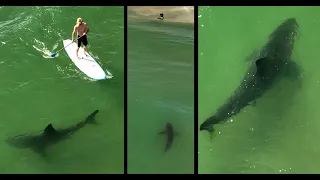 Large Great White Shark Near Shore & Pelicans Divebombing Sharks: Humans getting too Comfortable?