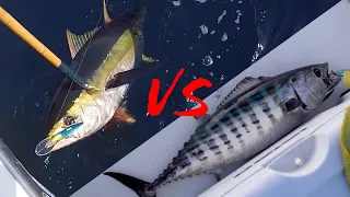 Yellowfin Tuna vs Bonita {CATCH, CLEAN, COOK} SASHIMI STYLE