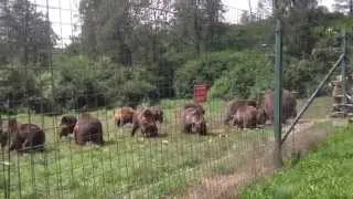 Libearty Bear Sanctuary - Zarnesti, Romania