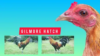 Lun Gilmore Hatch History |Tagalog @mel-tv