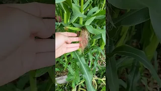 Get the BEST Corn Harvests Ever! Pro Tips for Growing Sweet Corn and Pollination Hacks #gardentips