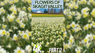 4K Blooming Tulips & Daffodils for Tablet & iPhone - Skagit Valley Flower Fields - Relaxing Video #2