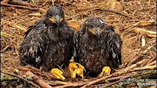 Decorah North Eagles ~ UPDATE ON DN18! Dadbrella Tries To Shelter Babies! DN17 Swallows Fish 4.28.24