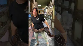 Huge Sweetheart Red-tailed Boa!! 😍 🐍