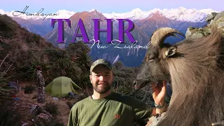HIMALAYAN TAHR NEW ZEALAND | Hardcore Backpack Hunting Adventure Chamois Red deer