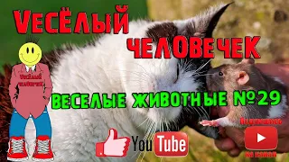 ВЕСЕЛЫЕ ЖИВОТНЫЕ, смешные животные, приколы с котами, приколы, приколы 2020, животные, кошки №29