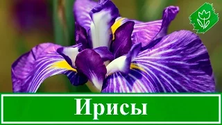 Квіти іриси – вирощування: догляд і посадка ірисів, сорти