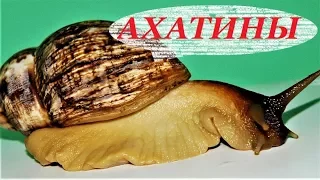Улитки Ахатины, уход, размножение и содержание, чем кормить. Achatina fulica.
