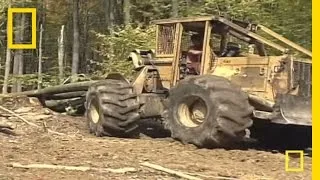 Sustainable Logging | National Geographic