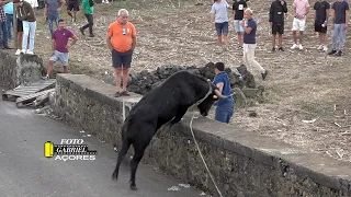 Porto Martins 21- 9- 23 Tourada à Corda Ganadeiro JAF Ilha Terceira AÇORES