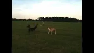 Deer in the Phoenix Park