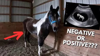 Our New Horse May Be PREGNANT!!!😳