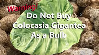 Do Not Buy a Colocasia Gigantea Thailand Giant as a Bulb | Buy Them as a Plant | See the Difference