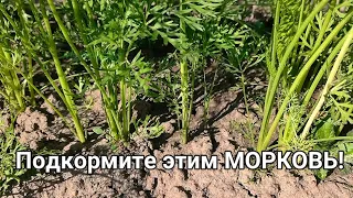 ПОДКОРМИТЕ ЭТИМ МОРКОВЬ и ОНА ВЫРАСТЕТ КРУПНОЙ И СЛАДКОЙ! Чем подкормить морковь