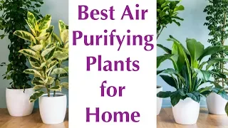 10 Best Air Purifying Indoor Plants - NASA Certified 2018