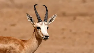 In a parched land, Iraqi gazelles are dying of hunger | AFP