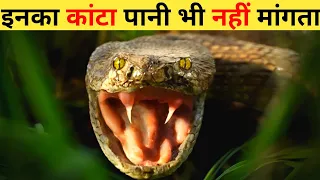 दुनिया के सबसे जहरीले सांप | Top 10 Most Venomous Snakes In The World