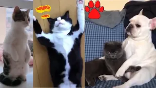 Cute Pets And Funny Animals Compilation 2020 #133 TFF