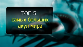 ТОП 5 самых больших акул мирa