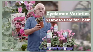 Cyclamen Varieties & How to Properly Care for Them | The Greenery Garden & Home